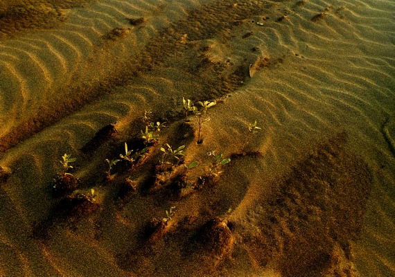 ../Images/newfile-19.jpg