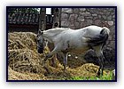806-49.jpg