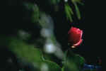 [u(ӫ)2.JPG (18443 Ӧ줸)