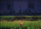 [u(ӫ)3.JPG (34688 Ӧ줸)