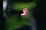 [u(ӫ)4.JPG (16671 Ӧ줸)