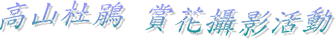 高山杜鵑 賞花攝影活動