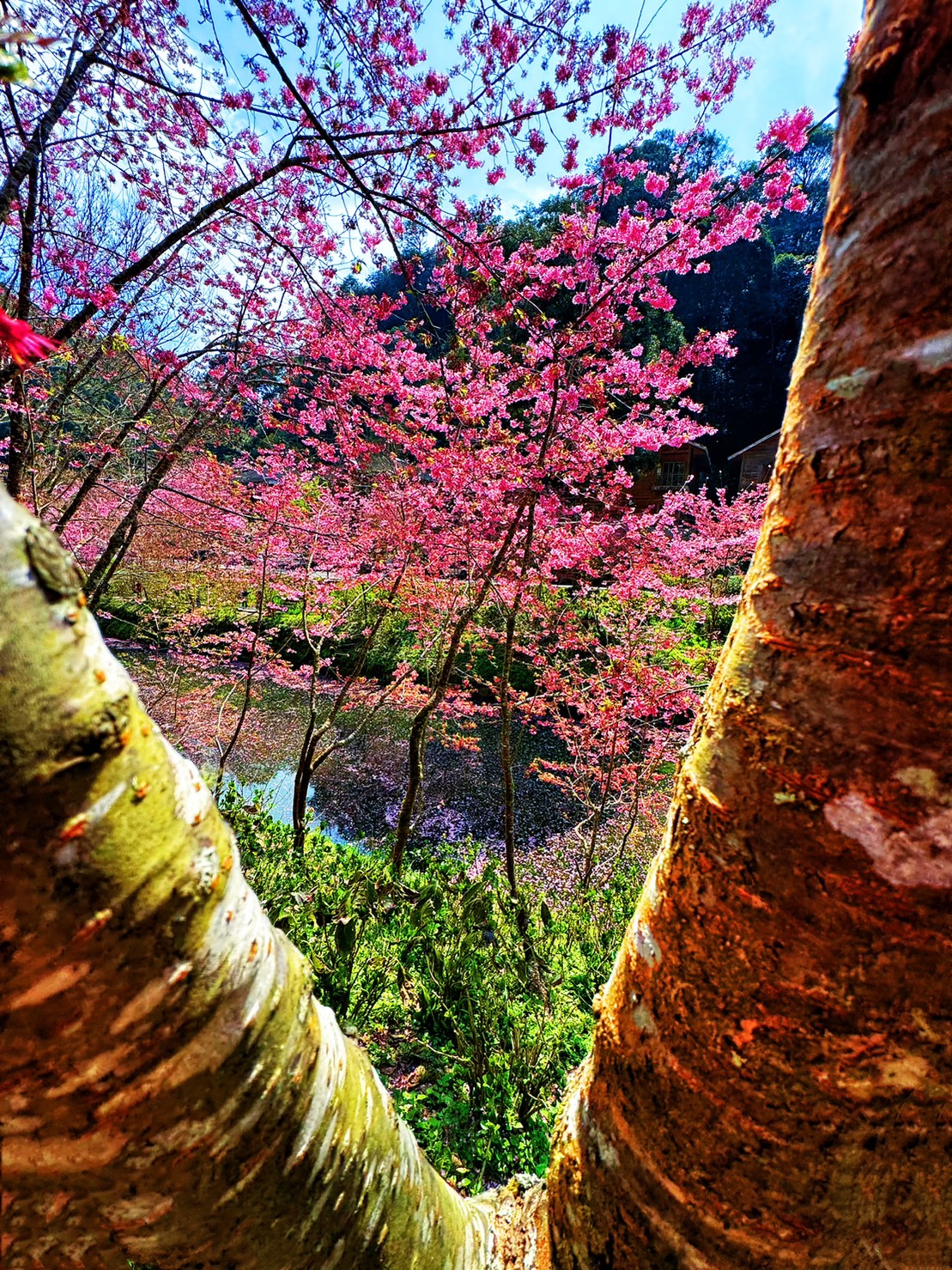 櫻樹花開 美如雪a.jpg