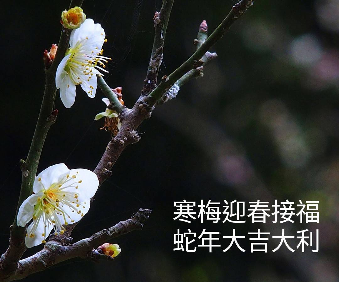 陳老師_有感而發20250129a.jpg