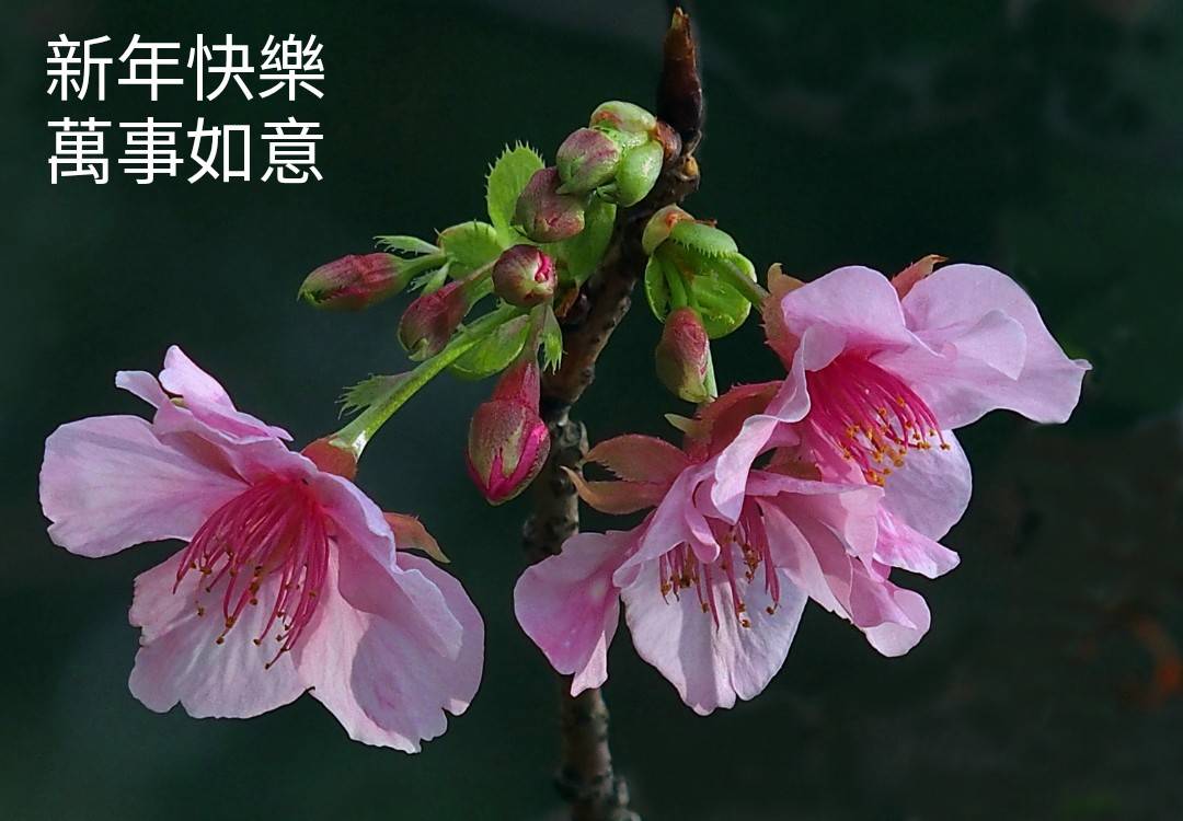 陳老師_有感而發20250128a.jpg