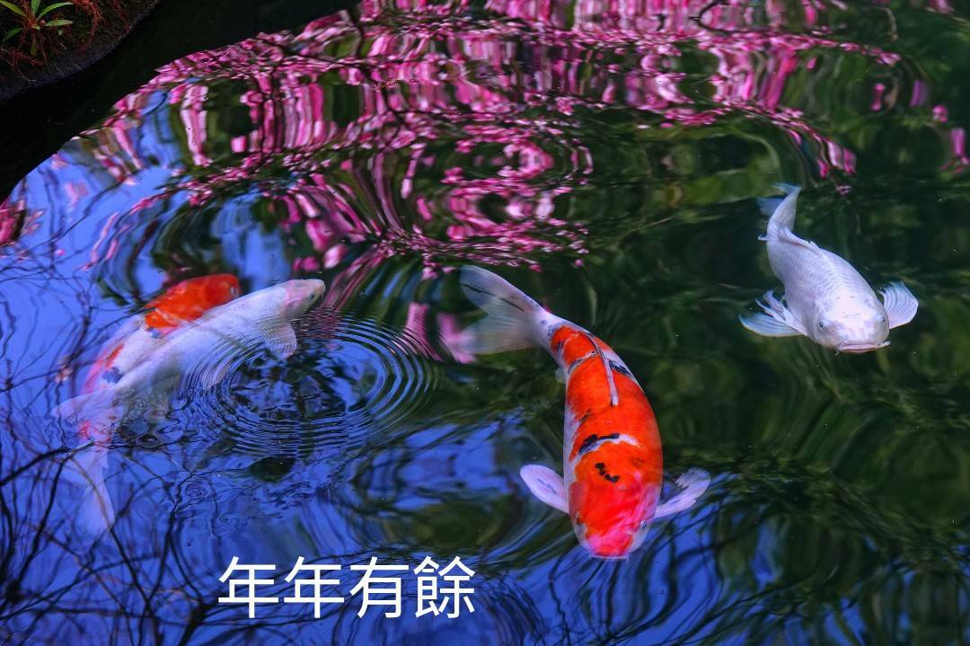 陳老師_有感而發20250131a.jpg