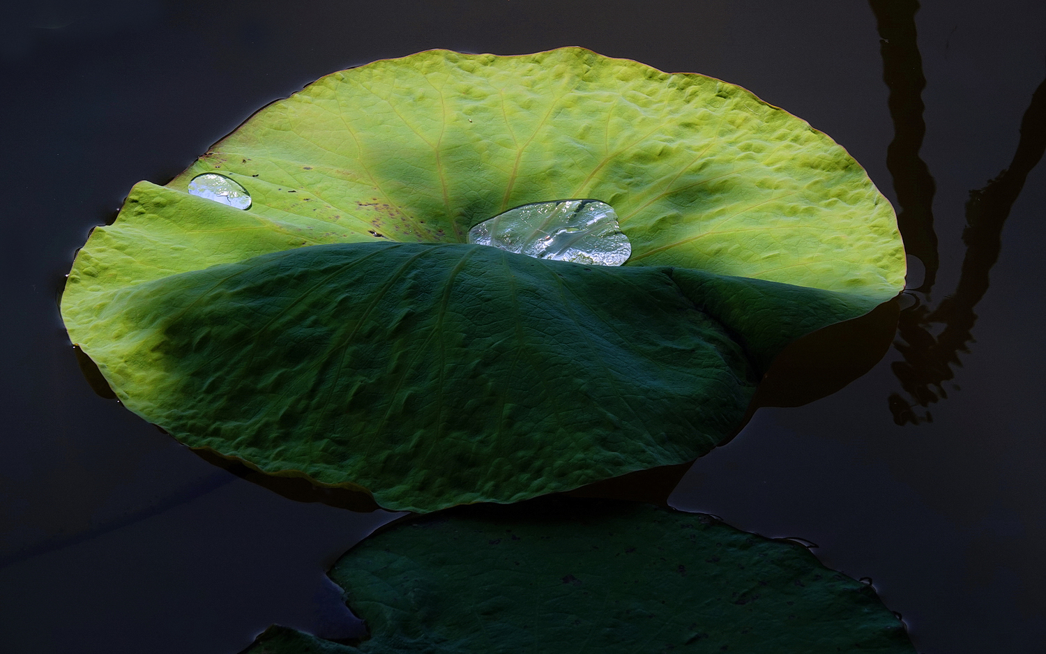陳永鑑_荷花作品_20250430h.JPG