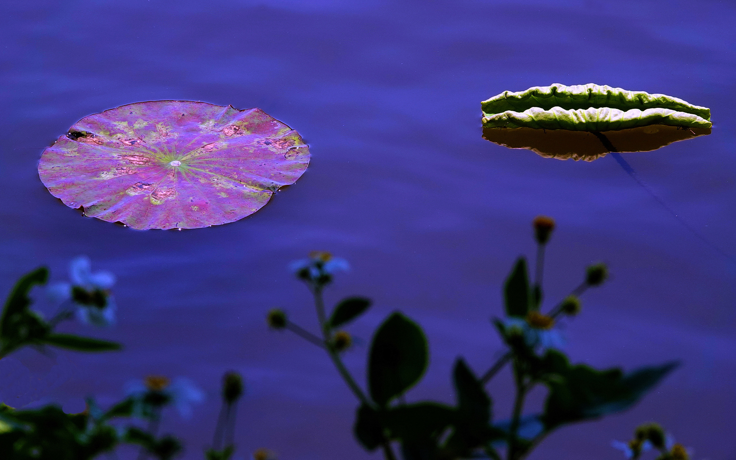 陳永鑑_荷花作品_20250430d.JPG