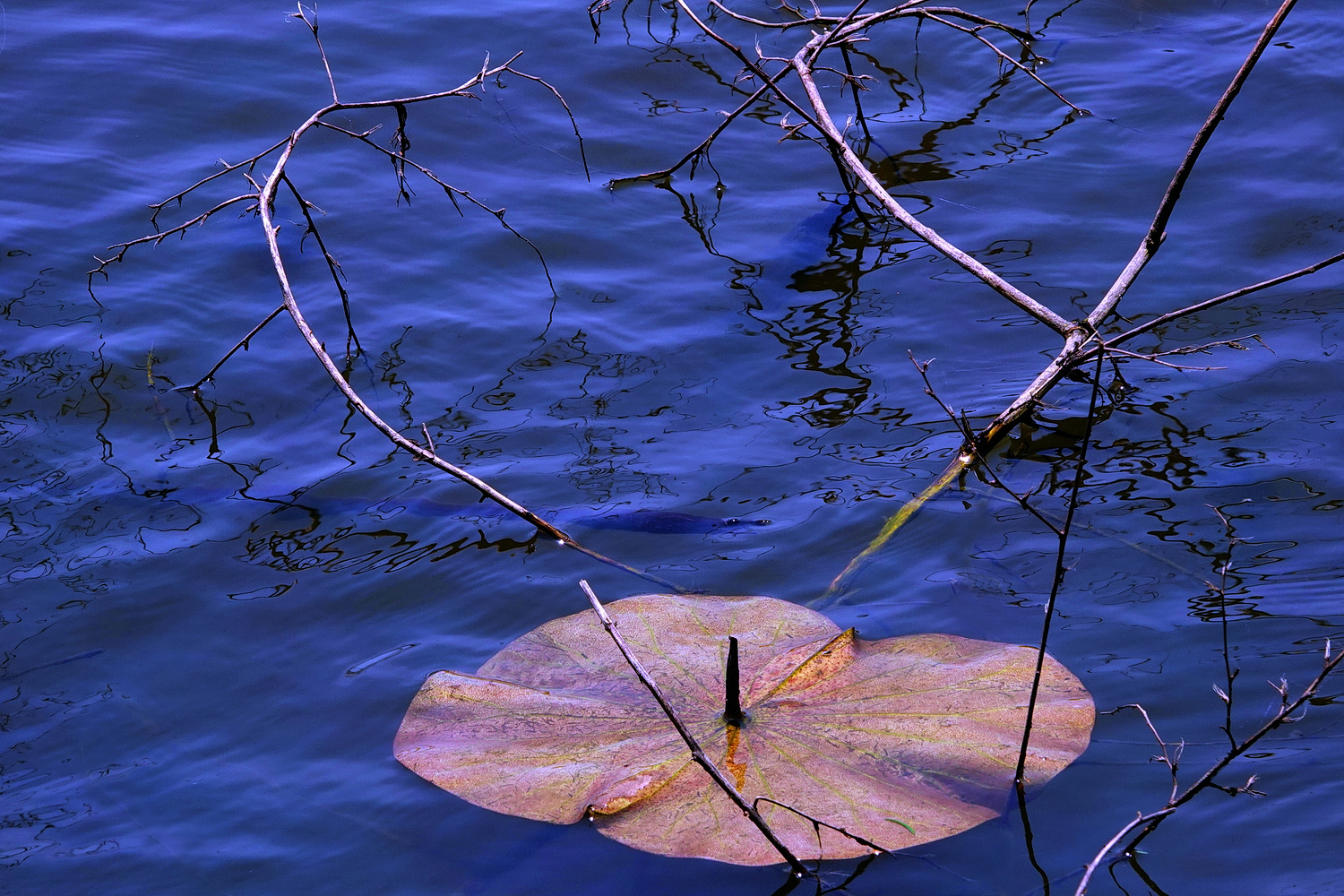 陳永鑑_荷花作品_20250430c.JPG