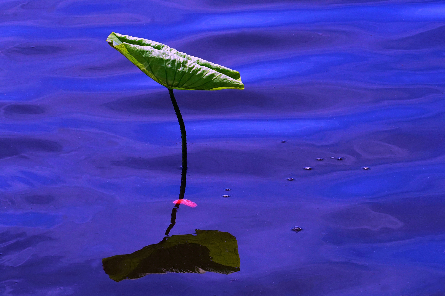 陳永鑑_荷花作品_20250501c.JPG