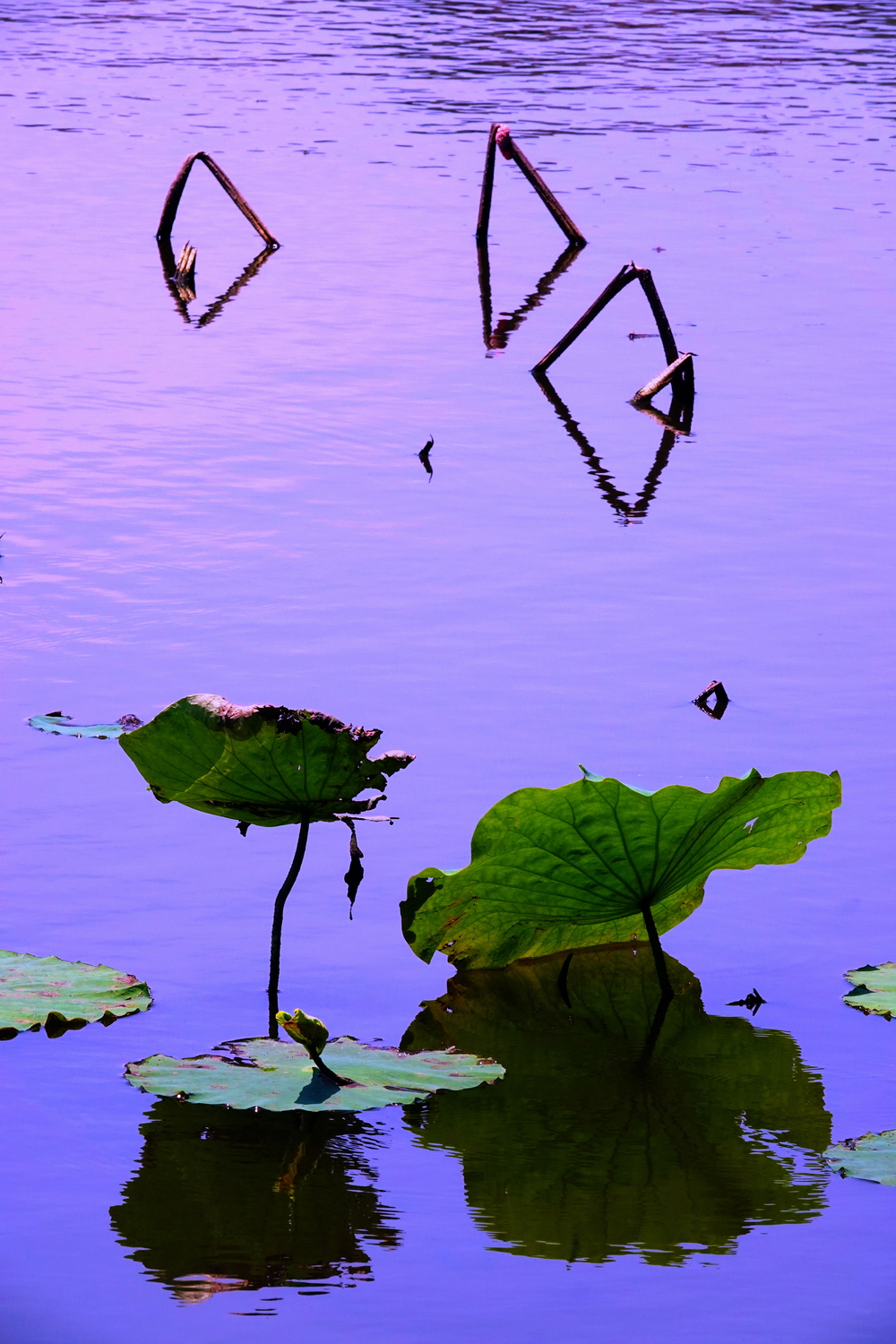 陳永鑑_荷花作品_20250501f.JPG