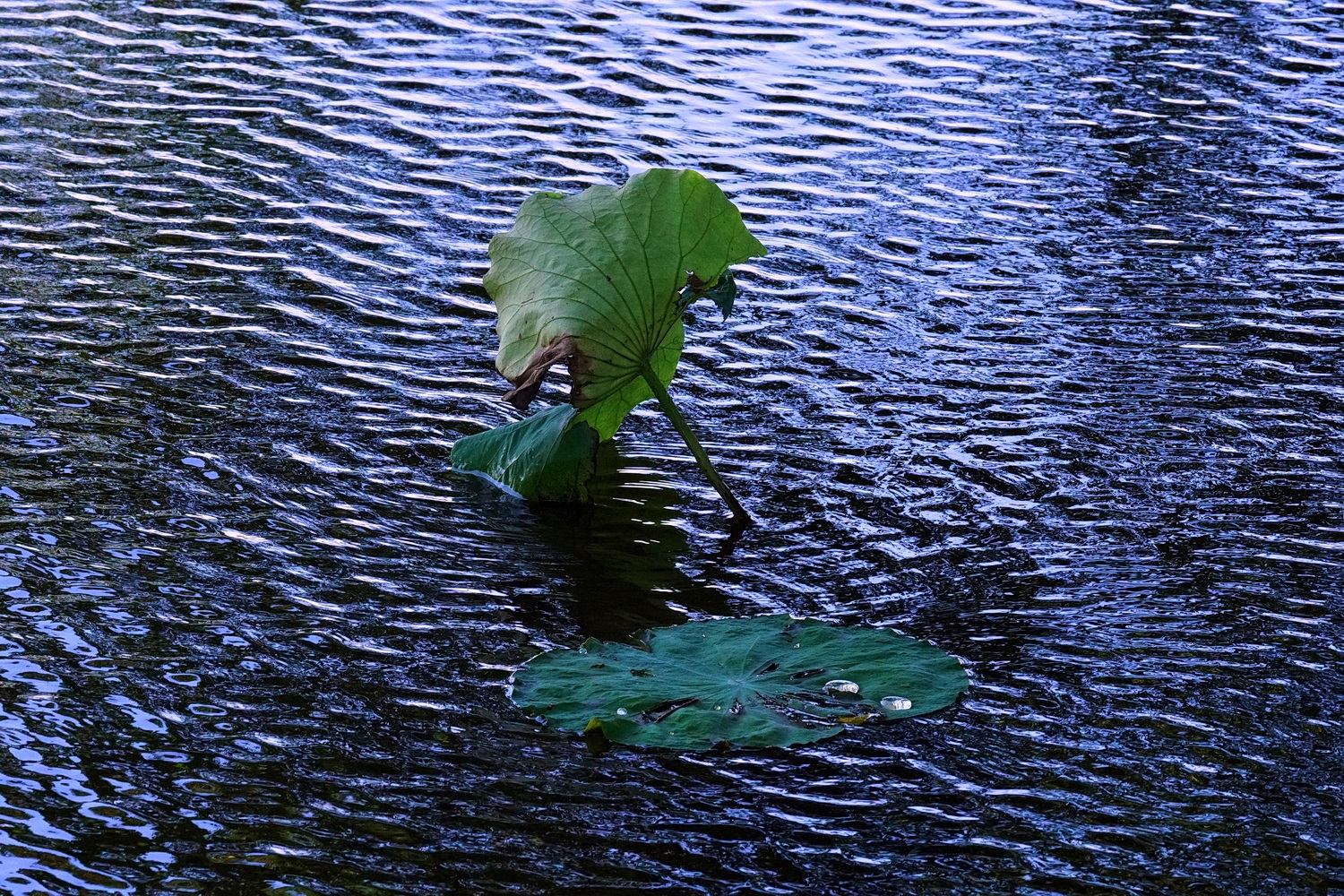 陳永鑑_荷花作品_20250502b.JPG