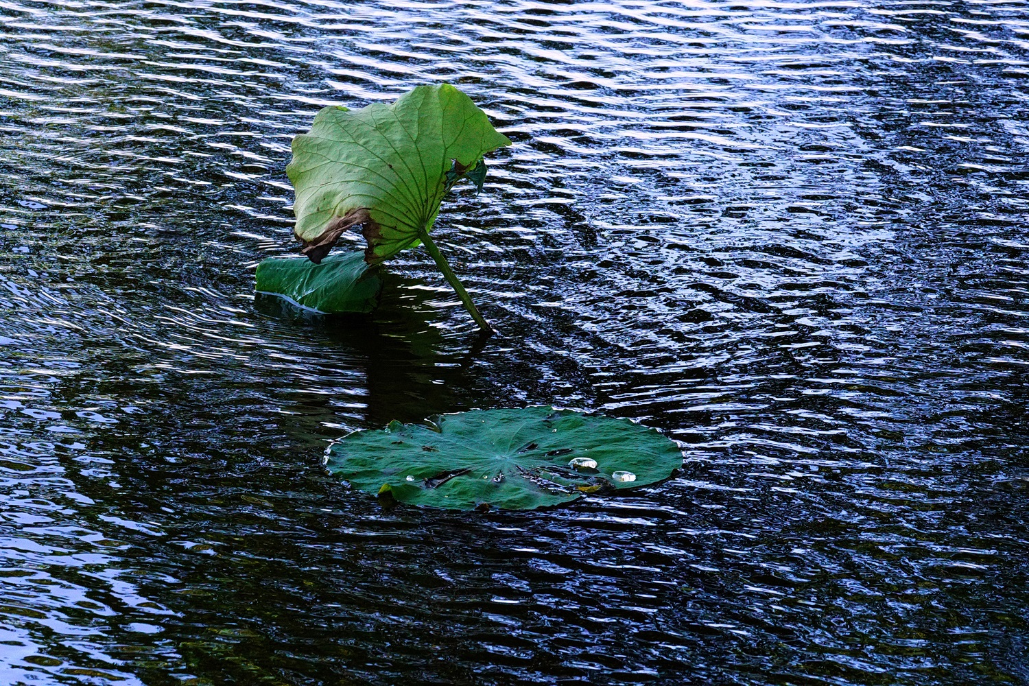 陳永鑑_荷花作品_20250502a.JPG