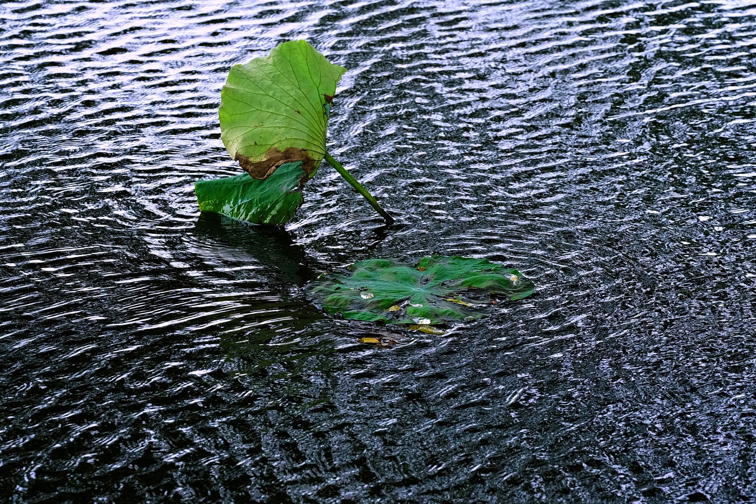 陳永鑑_荷花作品_20250504b.JPG