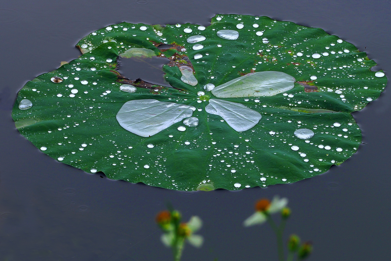 陳永鑑_荷花作品_20250605b.JPG