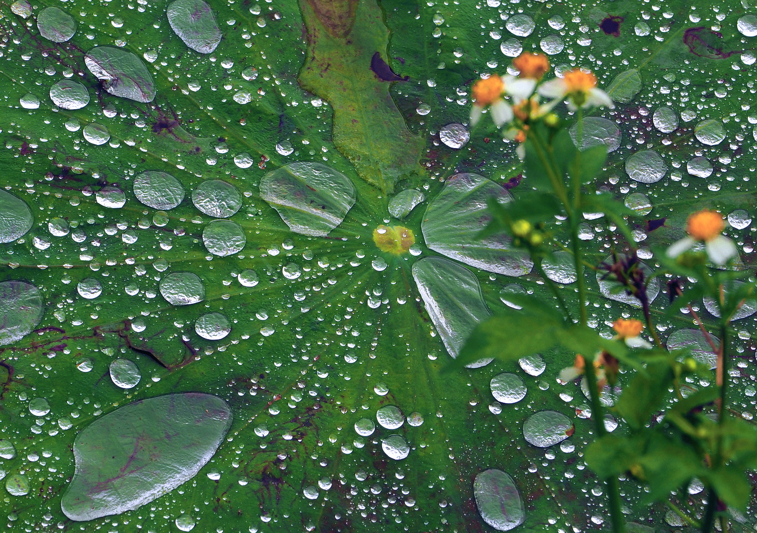陳永鑑_荷花作品_20250605a.JPG