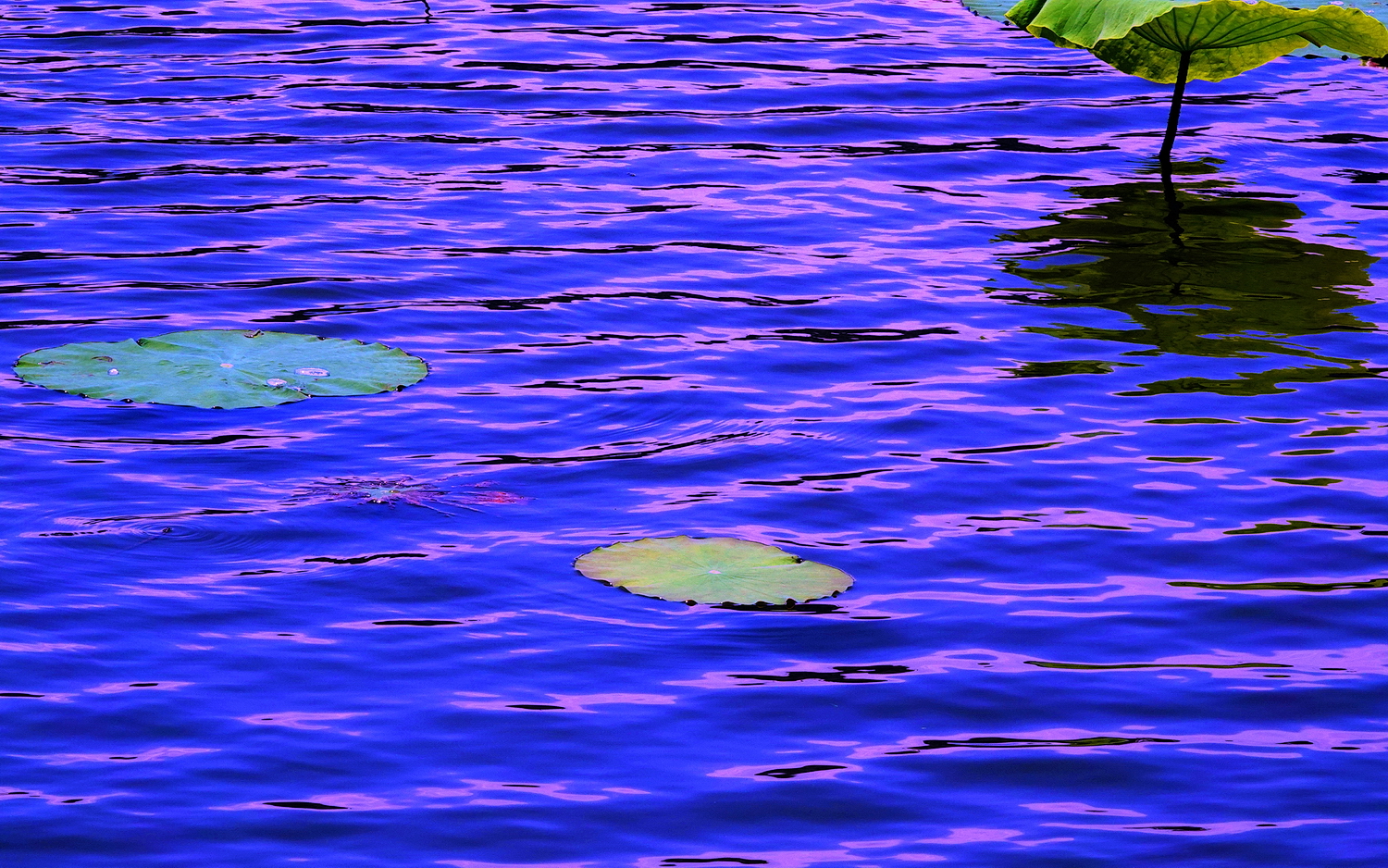 陳永鑑_荷花作品_20250530i.JPG