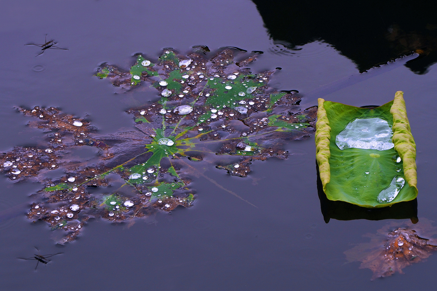 陳永鑑_荷花作品_20250605e.JPG