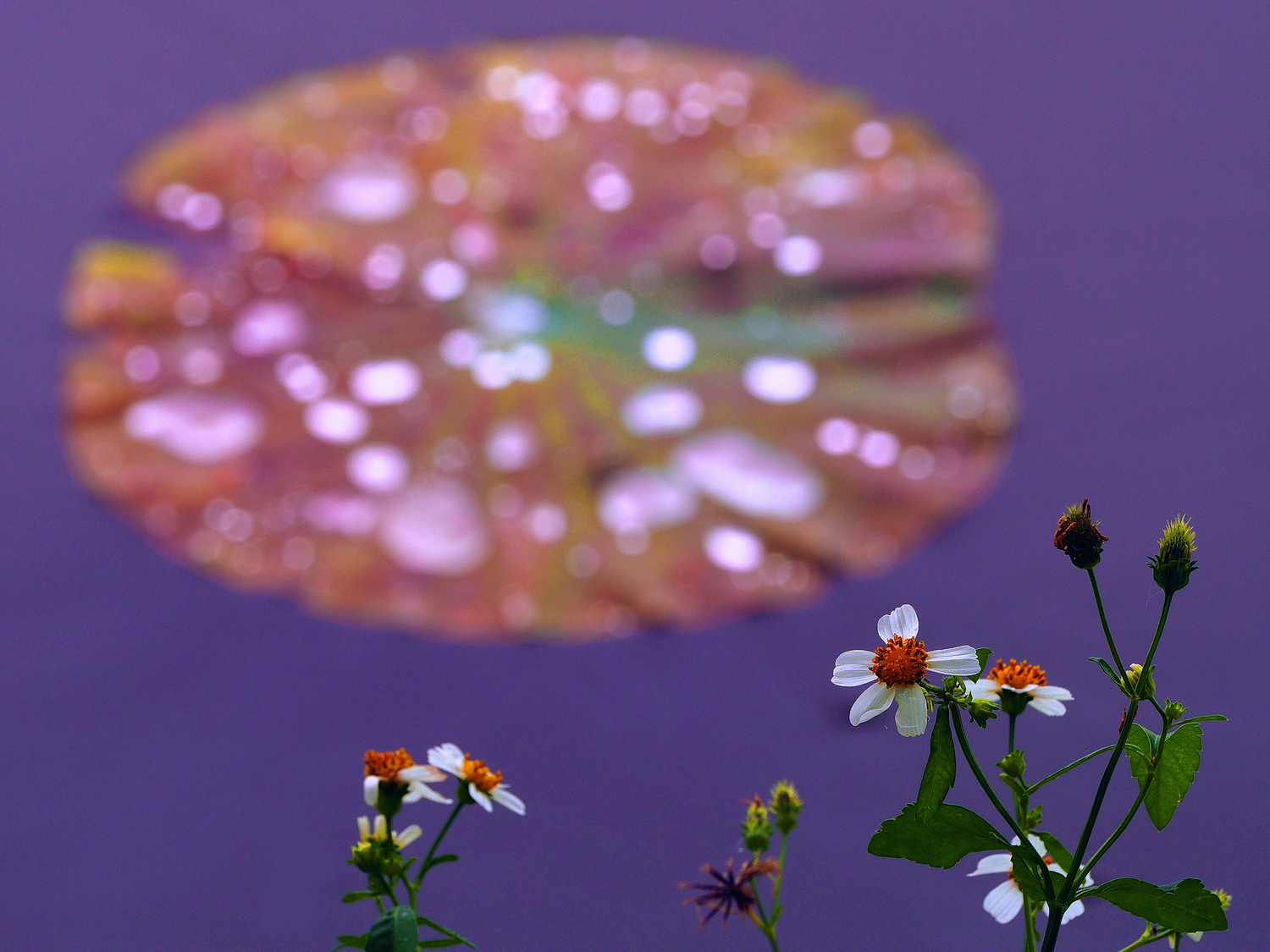 陳永鑑_荷花作品_20250606b.JPG