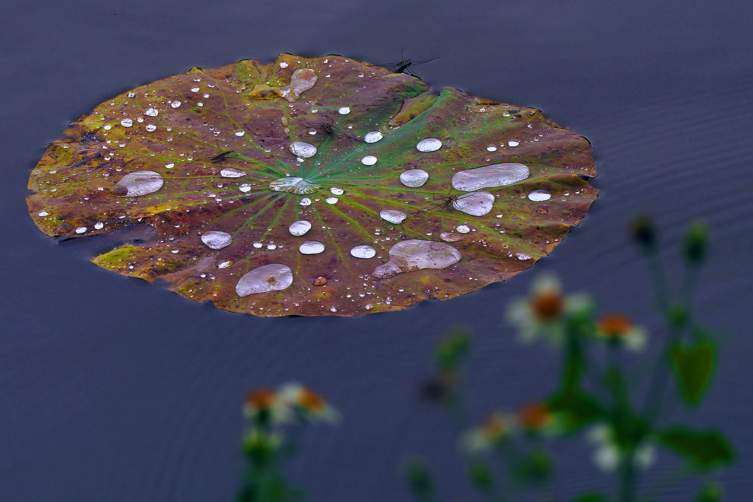 陳永鑑_荷花作品_20250606a.JPG