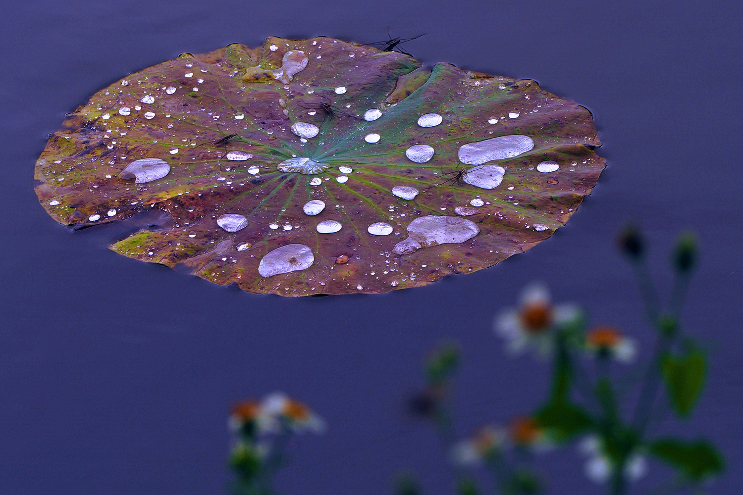 陳永鑑_荷花作品_20250605k.JPG