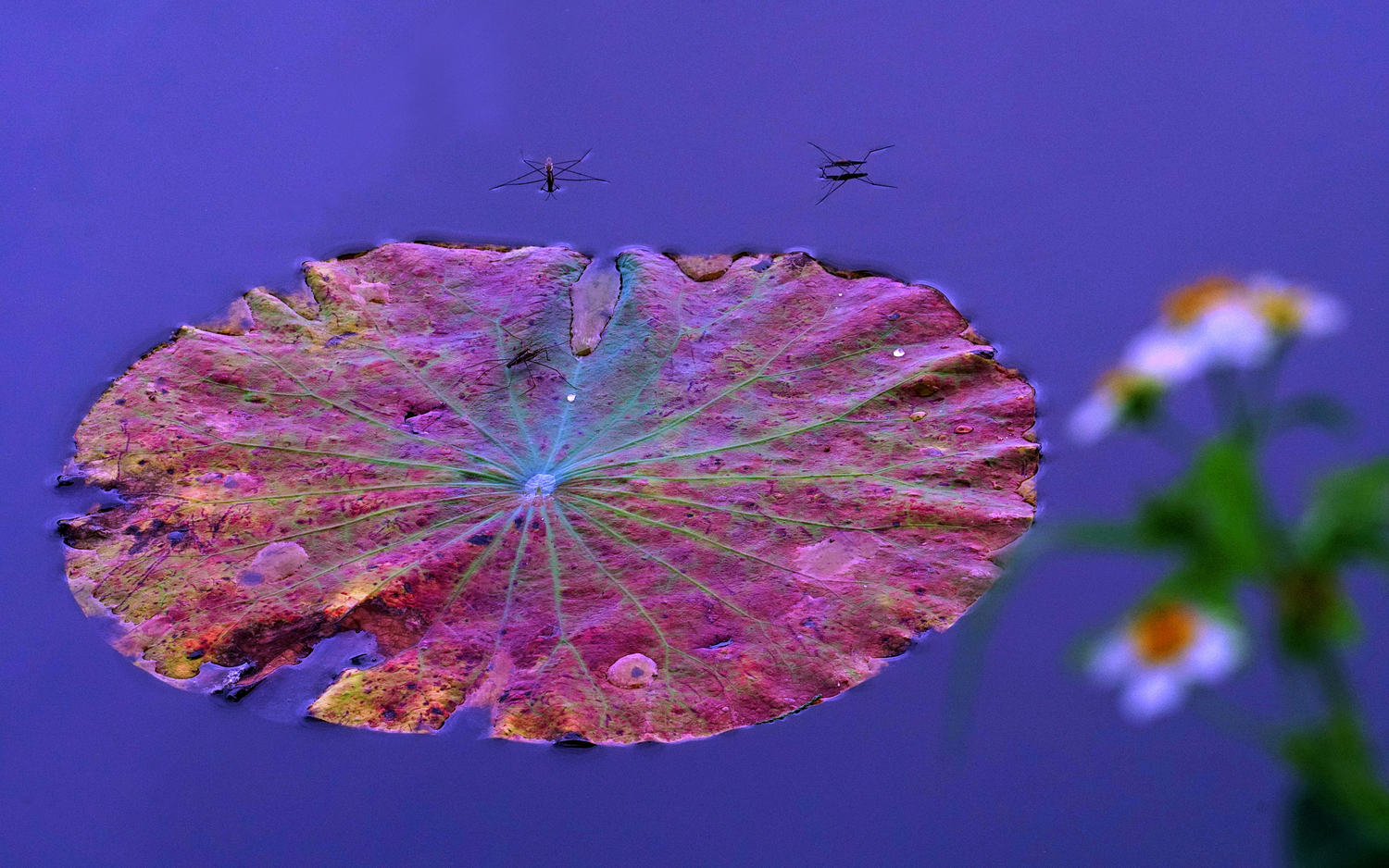 陳永鑑_荷花作品_20250606l.JPG