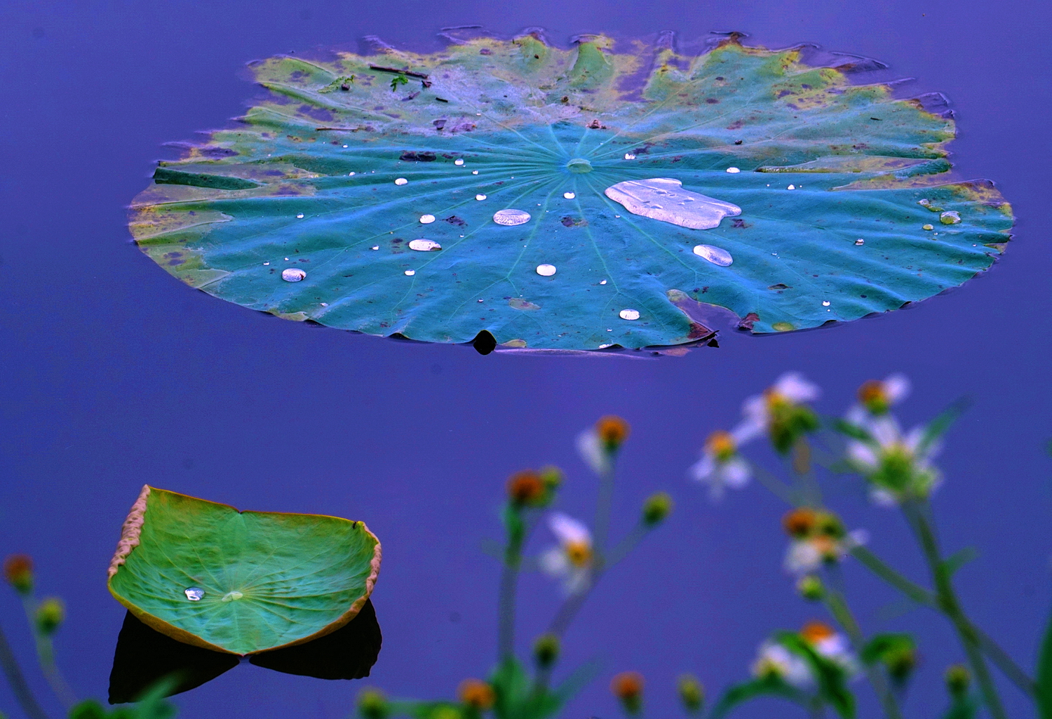 陳永鑑_荷花作品_20250606j.JPG