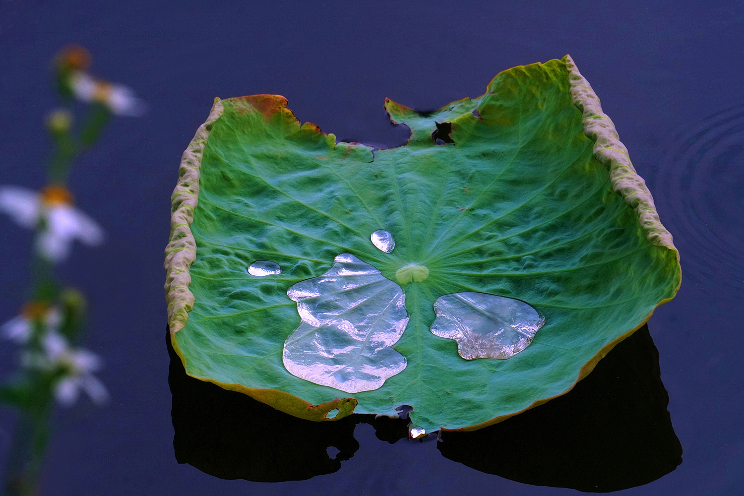 陳永鑑_荷花作品_20250606i.JPG