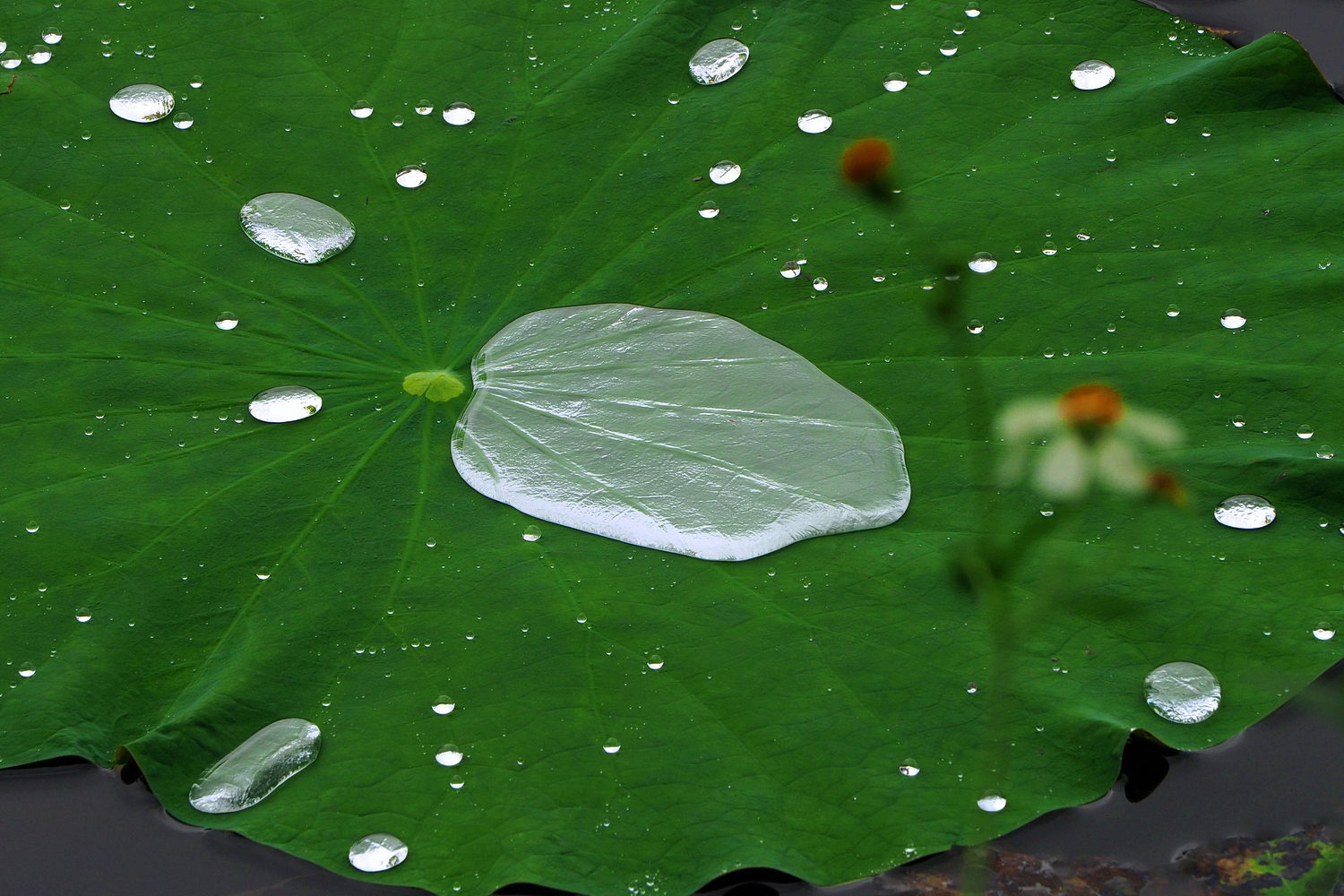 陳永鑑_荷花作品_20250606f.JPG