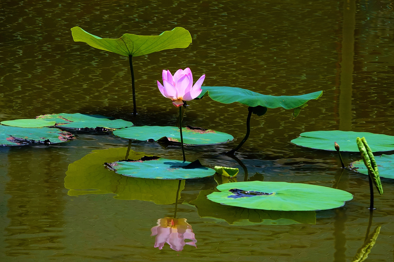 陳永鑑_荷花作品_20250609l.JPG