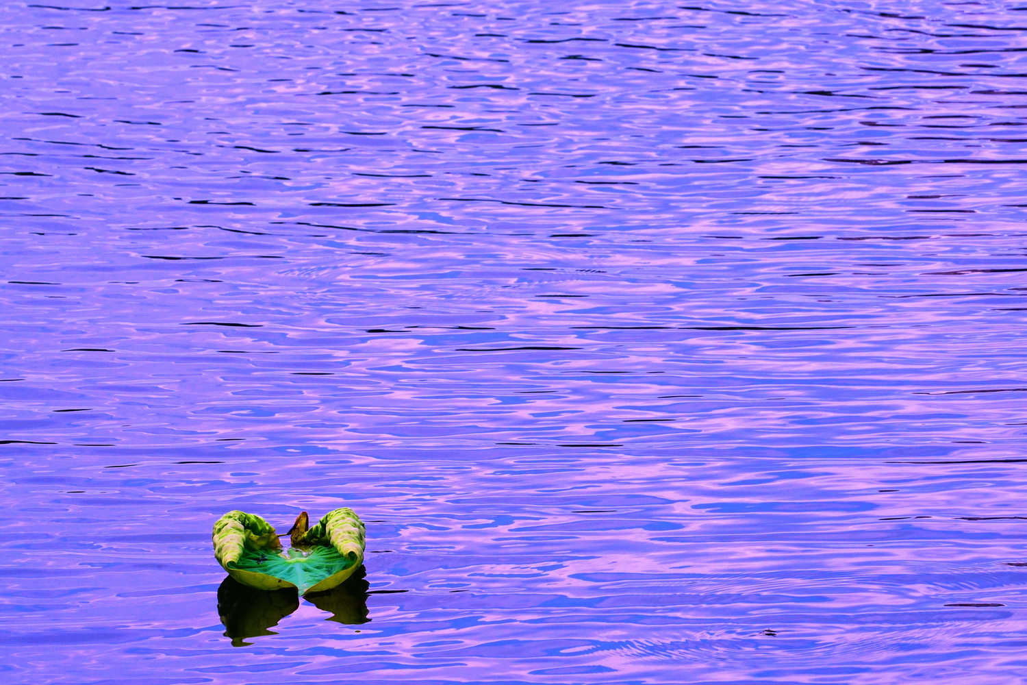 陳永鑑_荷花作品_20250609h.JPG