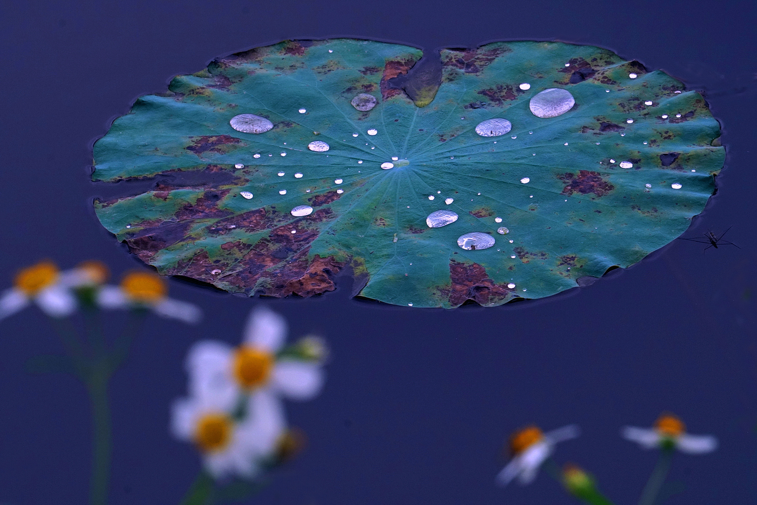 陳永鑑_荷花作品_20250609u.JPG