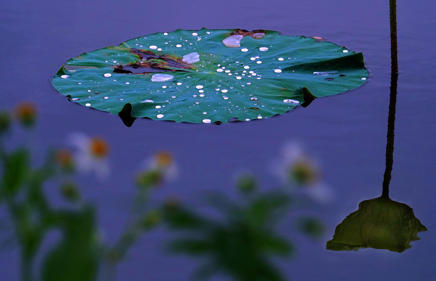 陳永鑑_荷花作品_20250609s.JPG