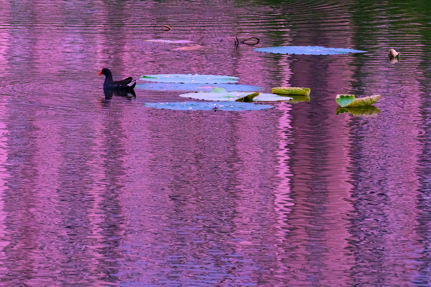 陳永鑑_荷花作品_20250610d.JPG