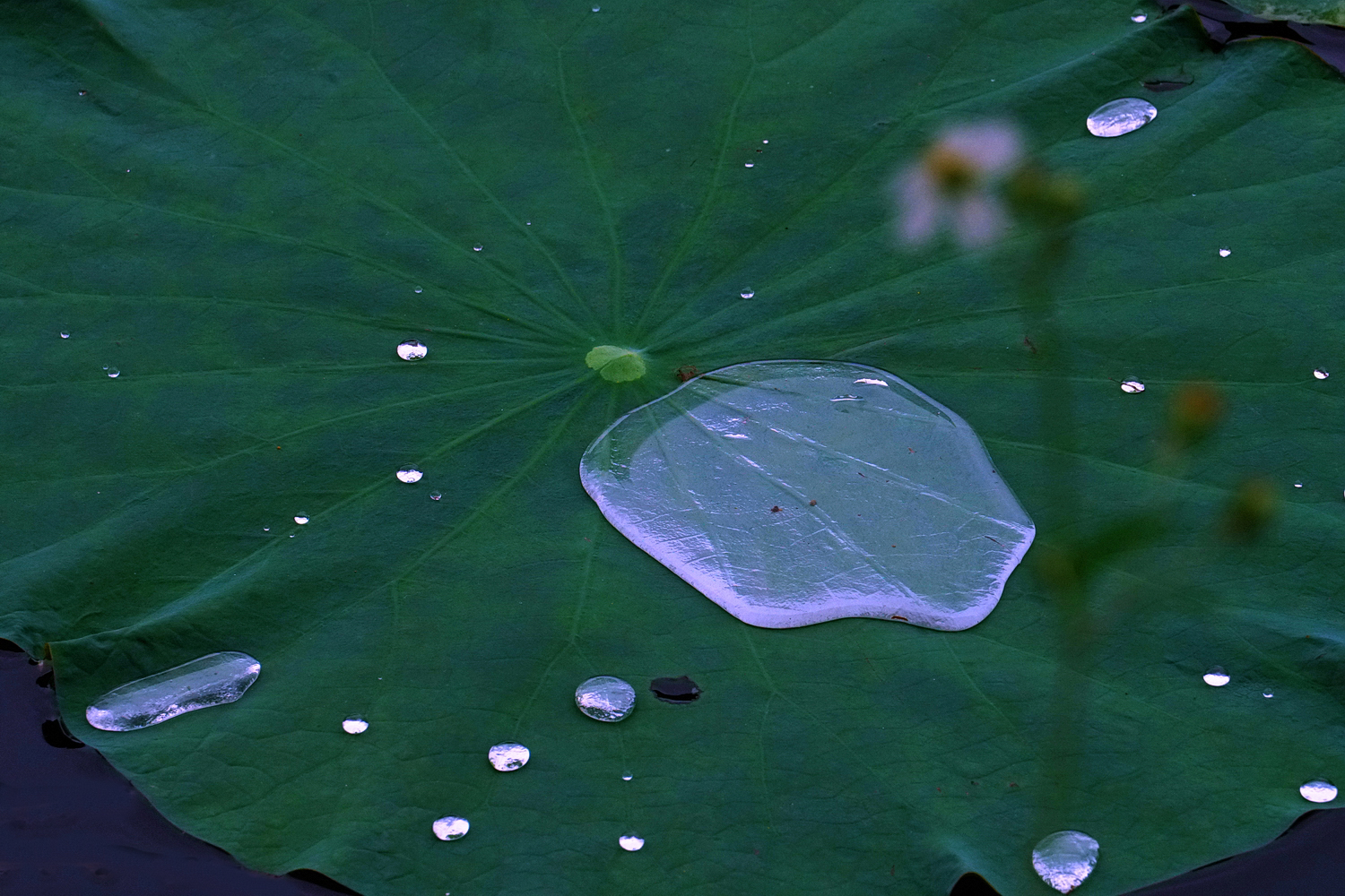 陳永鑑_荷花作品_20250610c.JPG