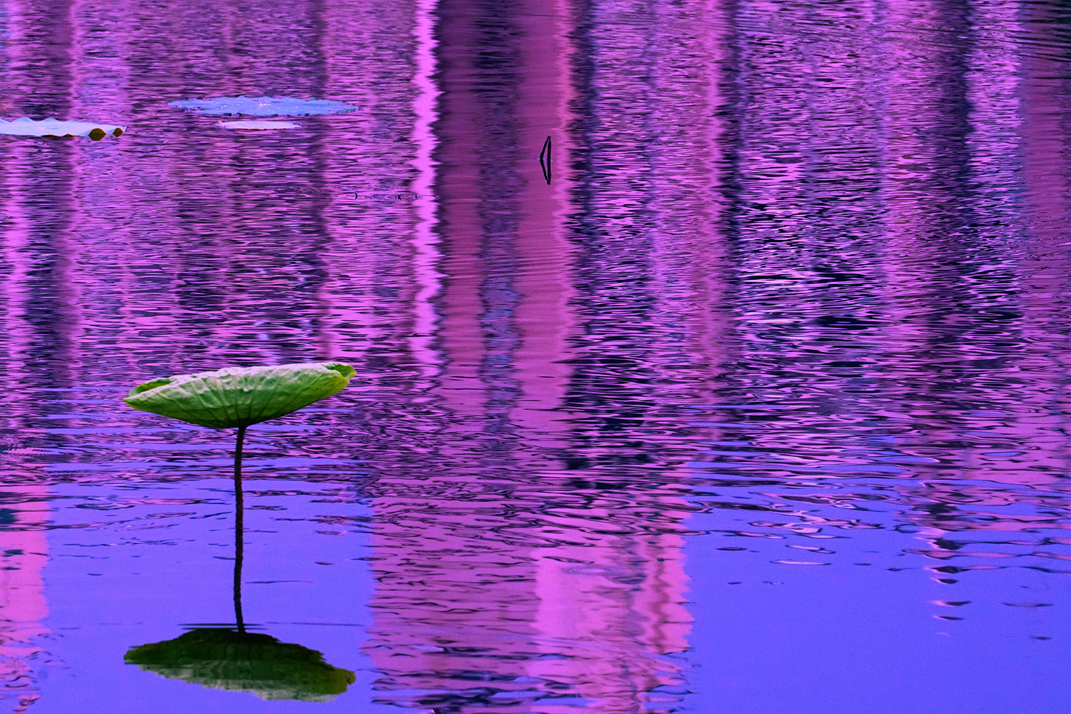 陳永鑑_荷花作品_20250610b.JPG