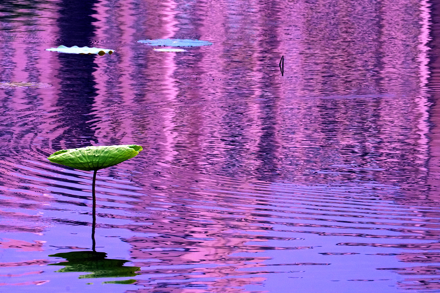 陳永鑑_荷花作品_20250610a.JPG