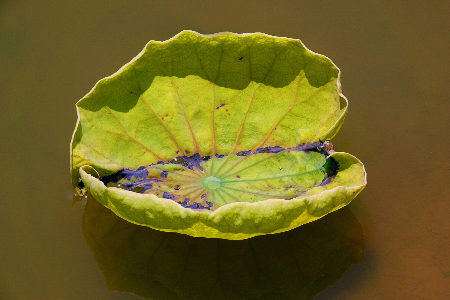 陳永鑑_荷花作品_20250611b.JPG