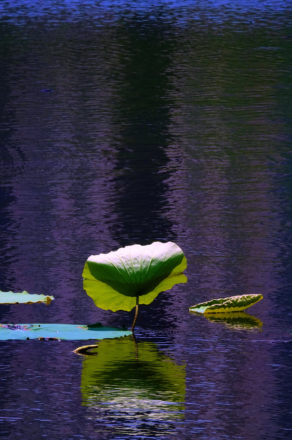 陳永鑑_荷花作品_20250611r.JPG