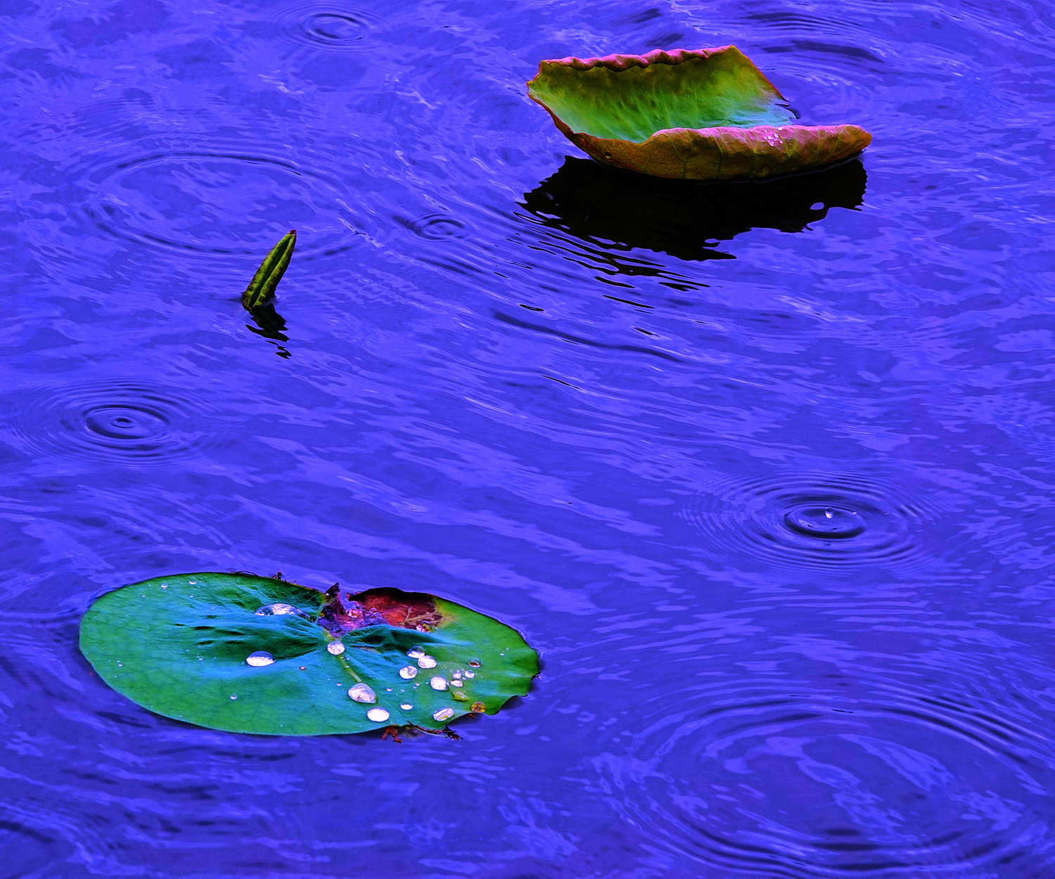 陳永鑑_荷花作品_20250612o.JPG