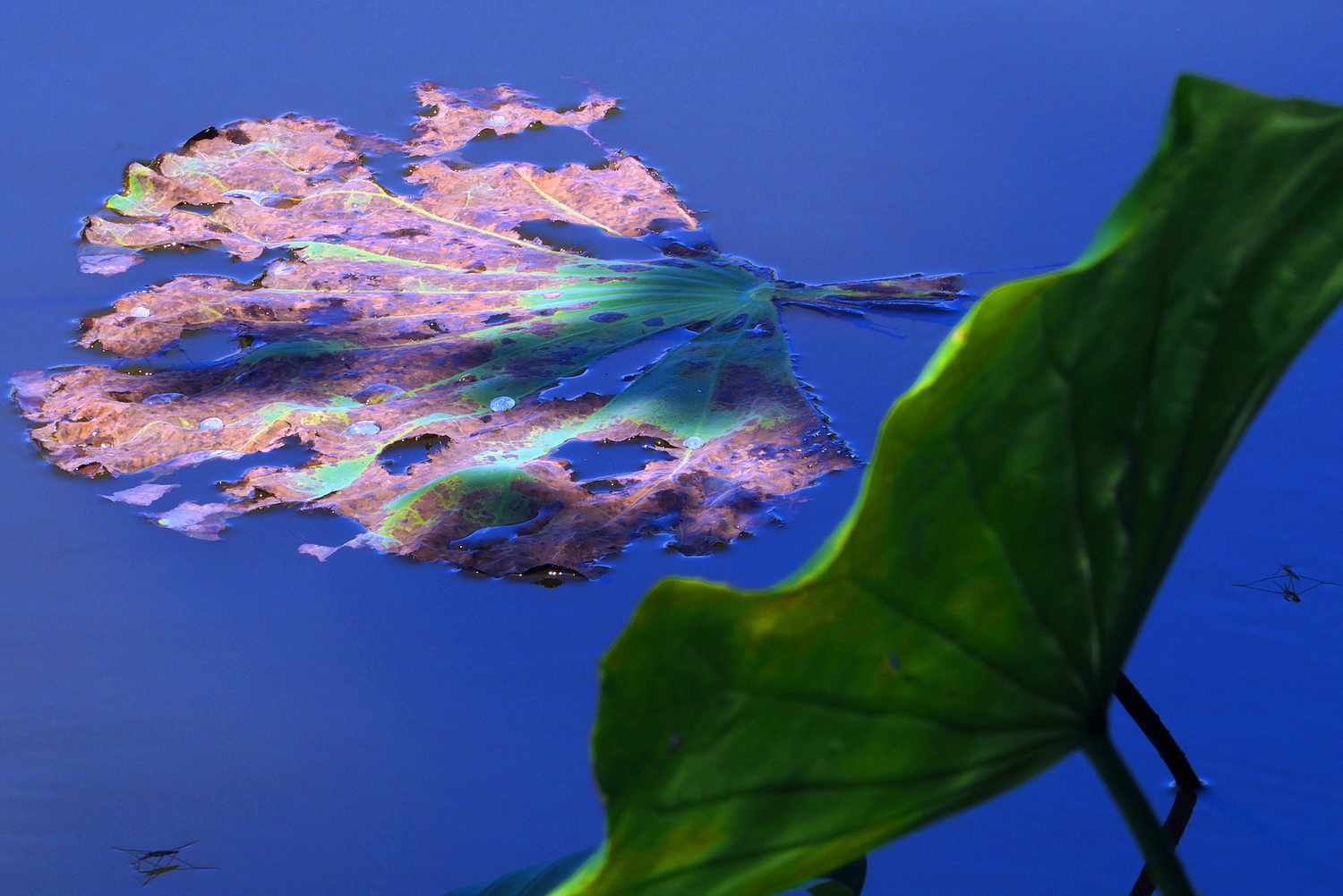 陳永鑑_荷花作品_20250613c.JPG