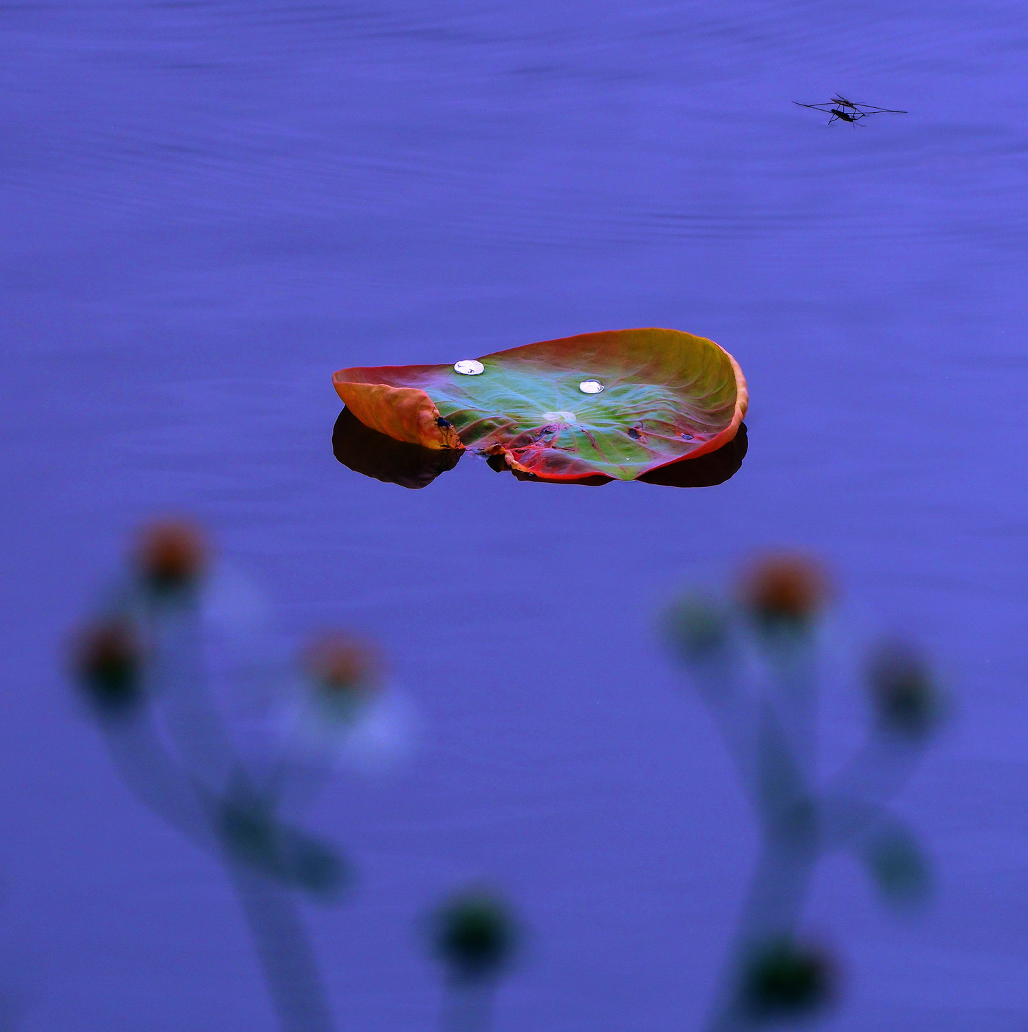 陳永鑑_荷花作品_20250613k.JPG