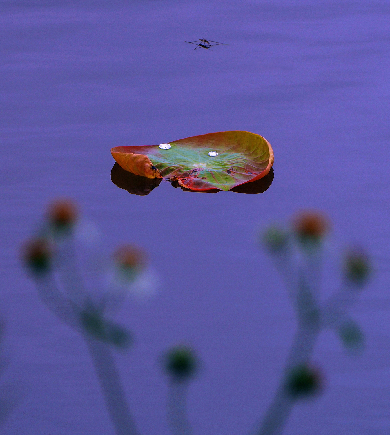 陳永鑑_荷花作品_20250613l.JPG