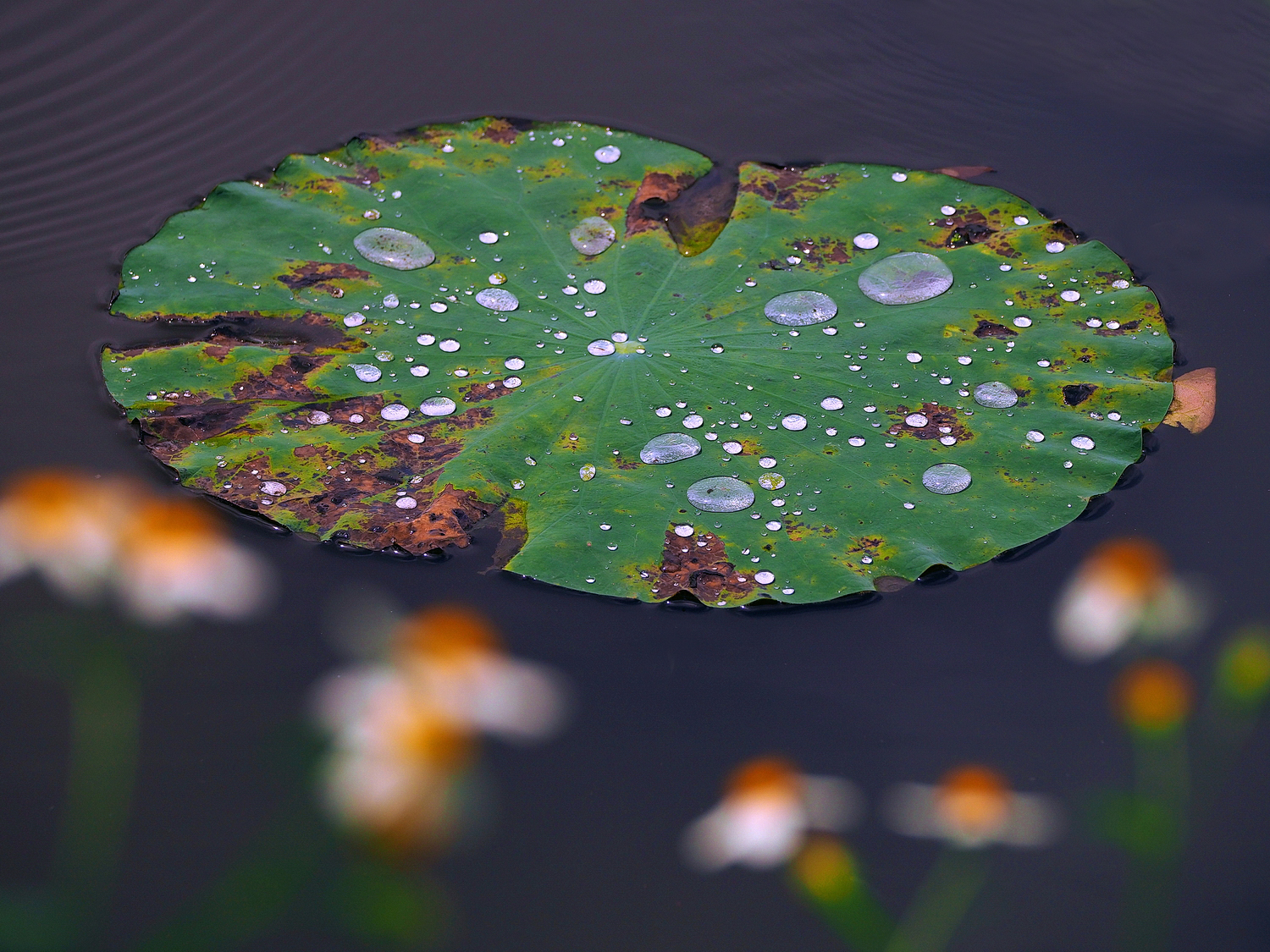 陳永鑑_荷花作品_20250620b.JPG