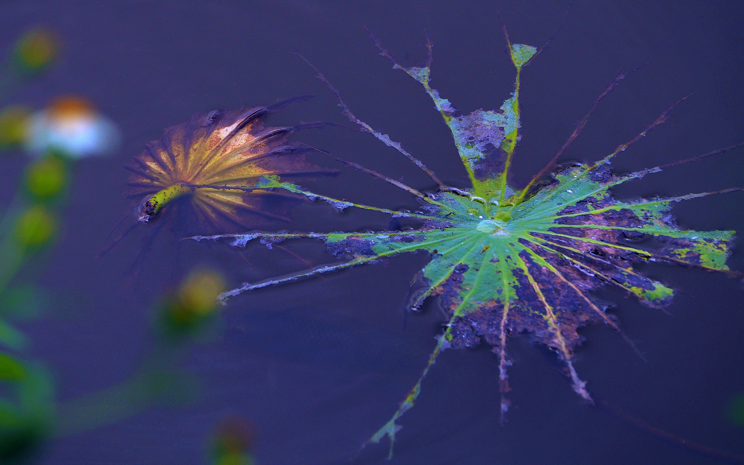 陳永鑑_荷花作品_20250620a.JPG