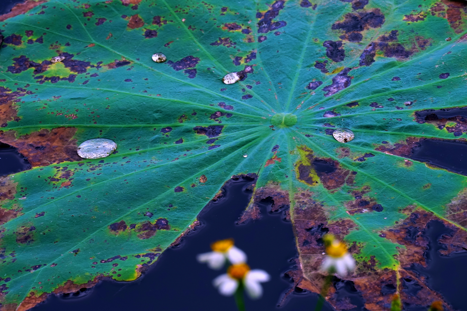 陳永鑑_荷花作品_20250629a.JPG