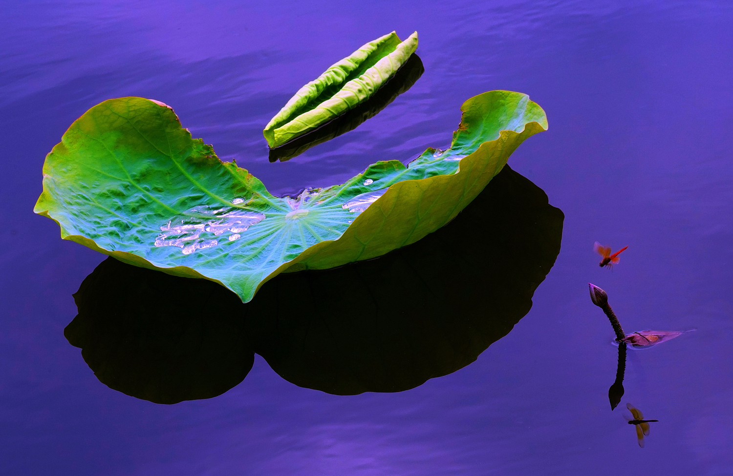 陳永鑑_荷花作品_20250628h.JPG