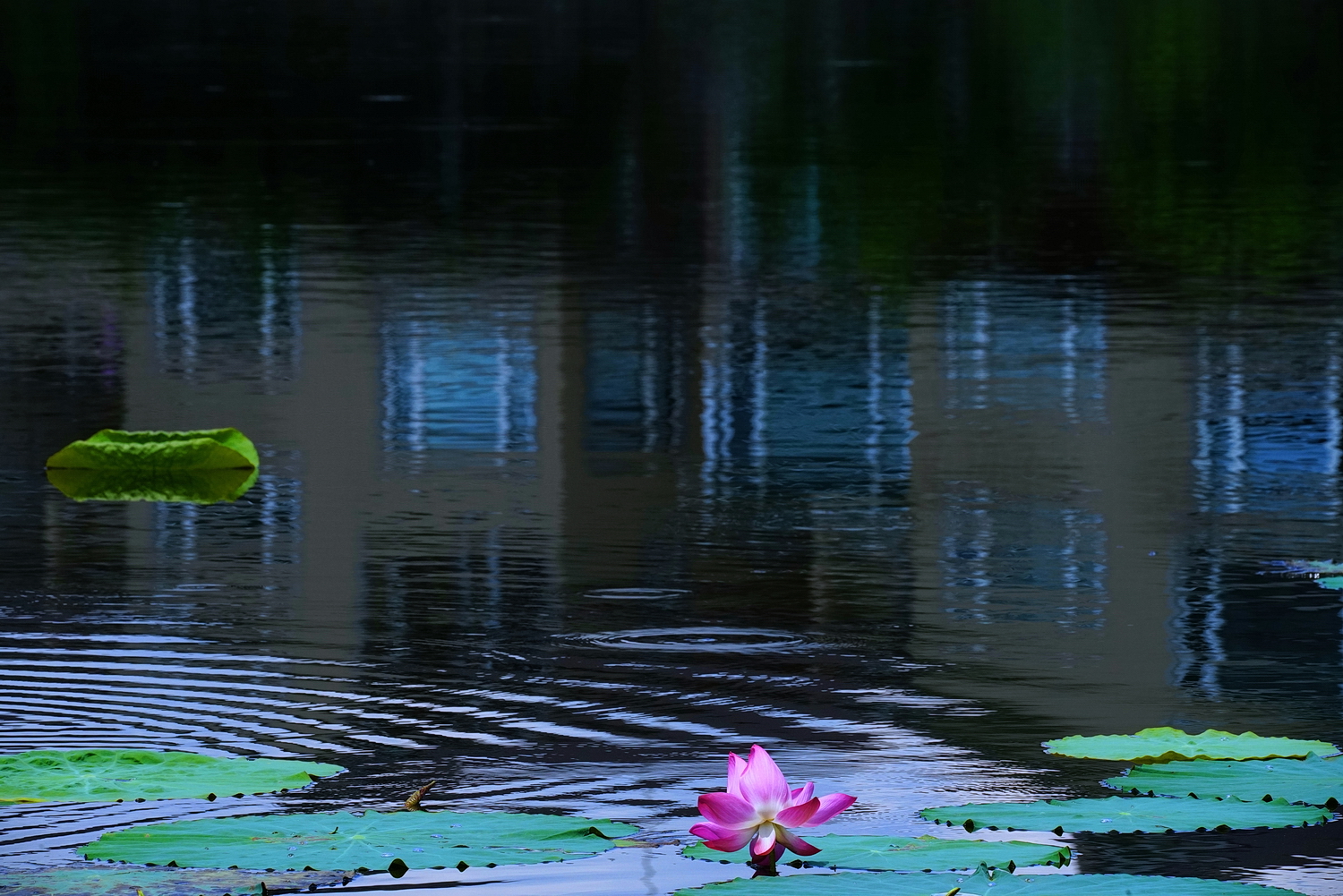 陳永鑑_荷花作品_20250628f.JPG