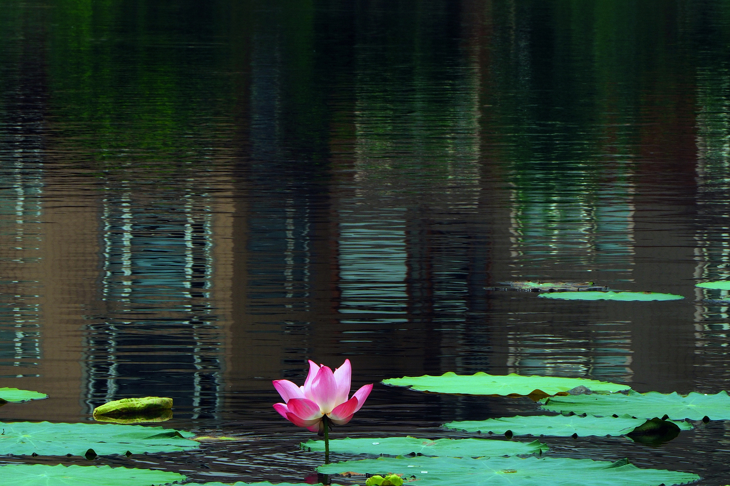 陳永鑑_荷花作品_20250629f.JPG