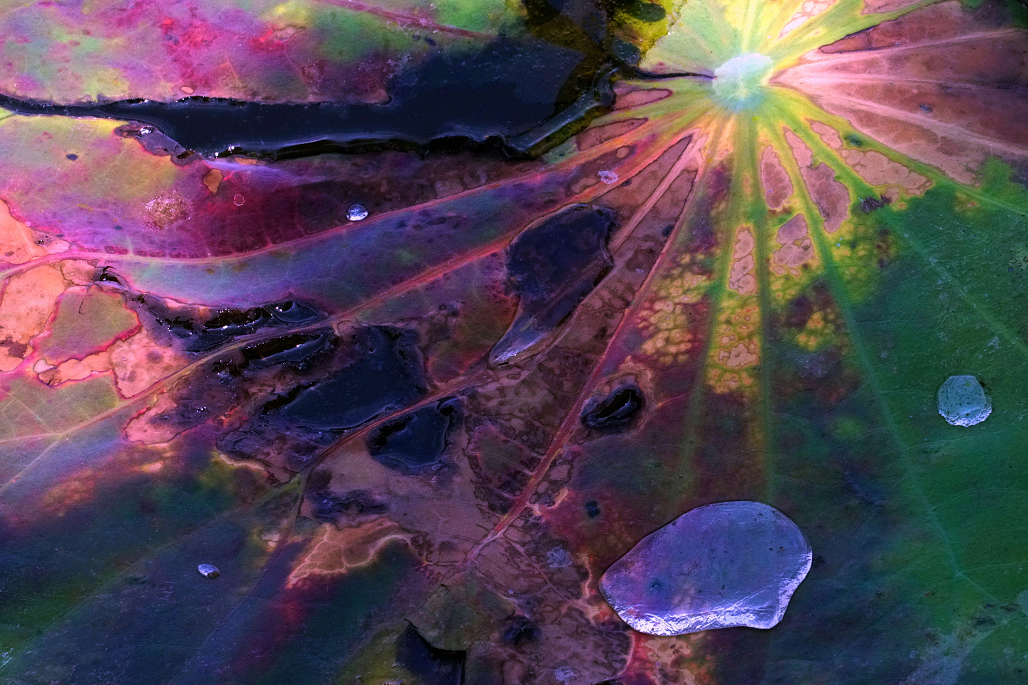 陳永鑑_荷花作品_20250701f.JPG